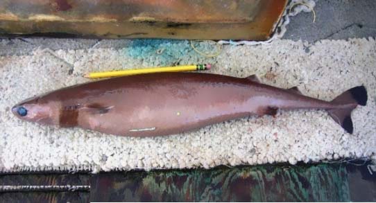 這種鯊魚被稱為海中平頭哥，咬電纜、啃潛艇，就連鯨魚都不放過